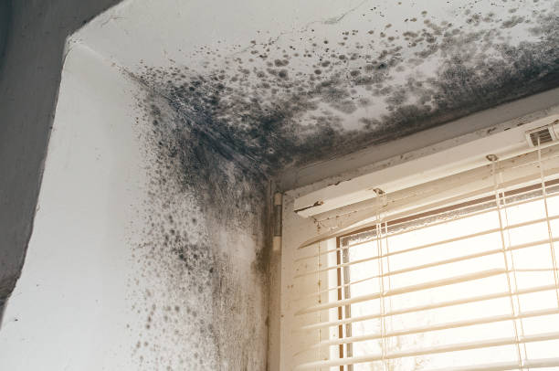 Affordable Mold Cleanup solutions in Thurmont, MD